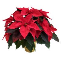 6 Inch Poinsettias - 1 Each
